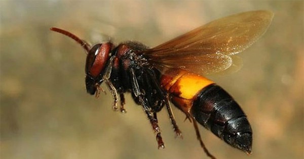 ong vò vẽ